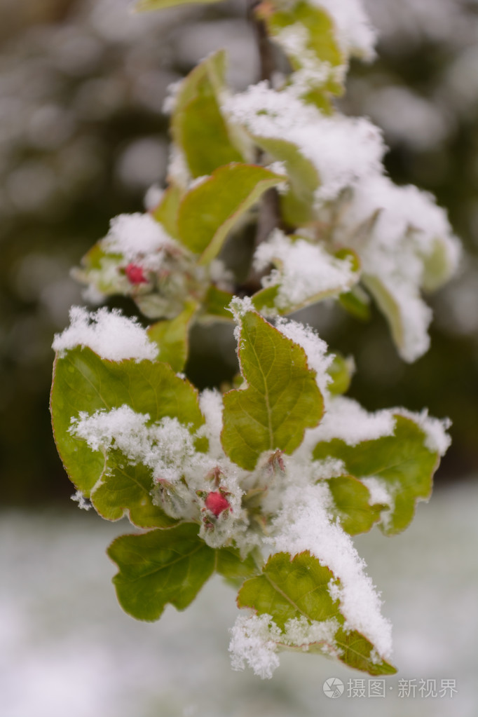 雪中苹果手机版苹果手机官网id登录入口