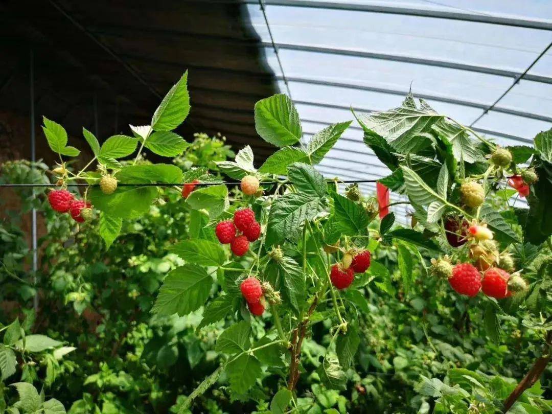 莓园客户端下载花季传媒app-第2张图片-太平洋在线下载