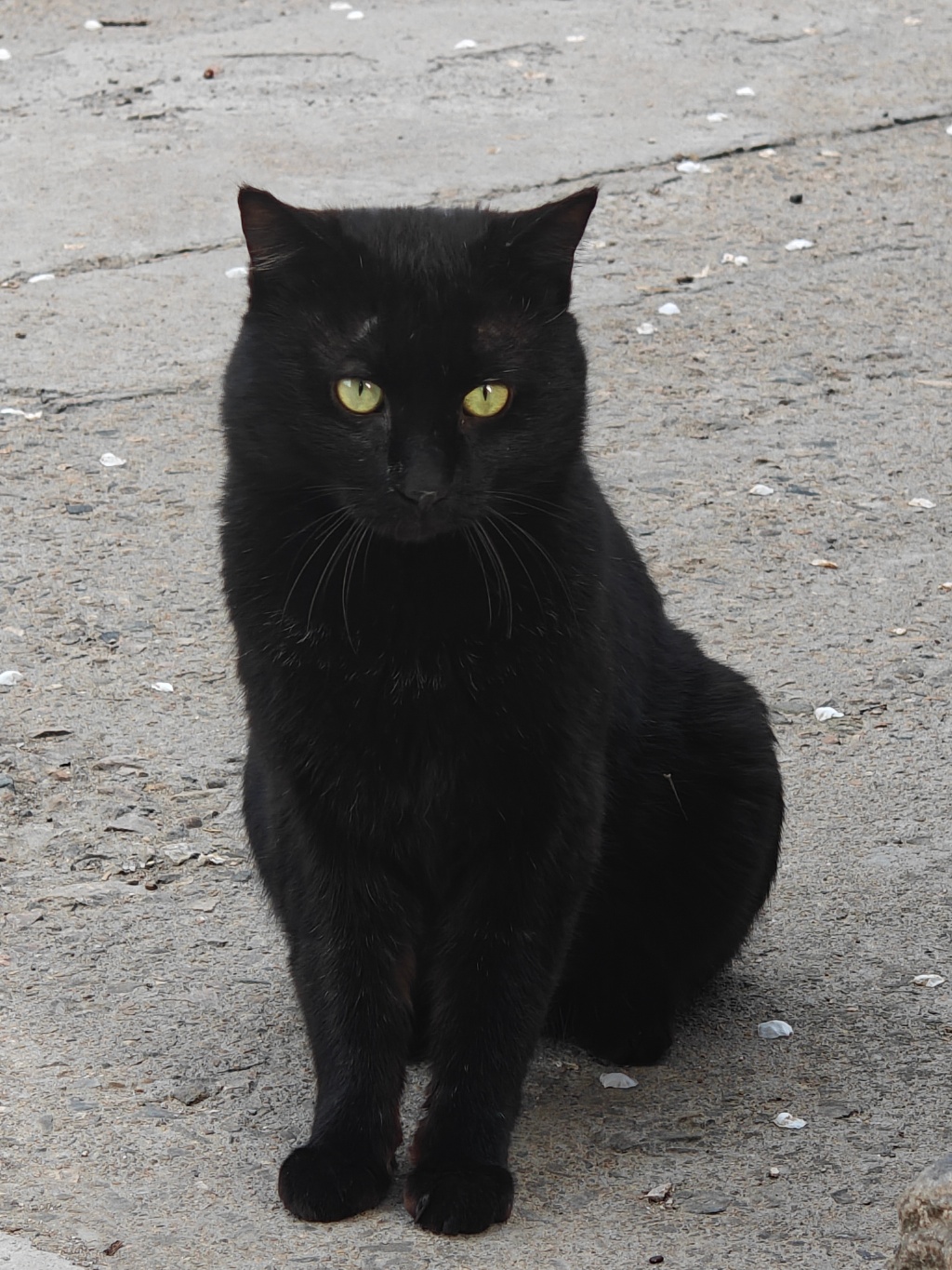 野猫直播手机版猫猫直播app官网-第2张图片-太平洋在线下载